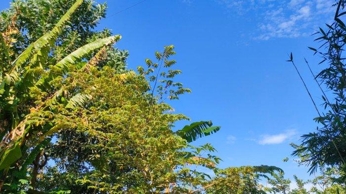 Hadapi Cuaca Panas Ekstrem, BPBD Kukar Minta Warga tak Bakar Sampah