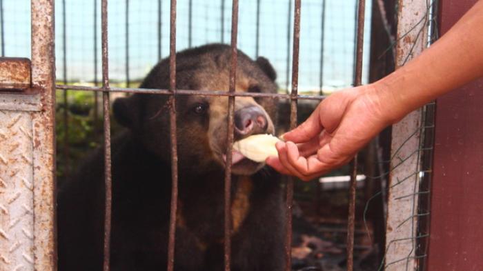 VIDEO: Beruang Madu Memakan Kotorannya Sendiri karena Kelaparan, Gajah Pun Mati di Sini