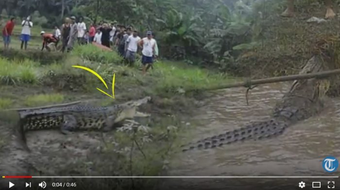 Warga Geger, Buaya Besar Tiba-tiba Muncul di Sawah, Ngeri