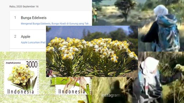 12 FAKTA Bunga Edelweis yang Jadi Trending Gegara Dipetik Pendaki Wanita, Video Viral di Instagram