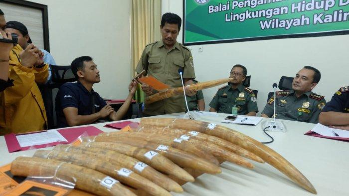 Penyelundupan 10 Gading Gajah Via Tunon Taka Nunukan Terbongkar, Pelaku Sebut tuk Mahar Pernikahan