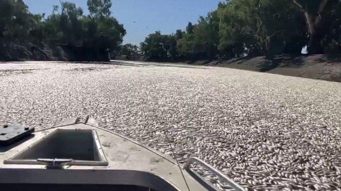 Gelombang Panas Sebabkan Jutaan Ikan Membusuk di Sungai Darling Australia