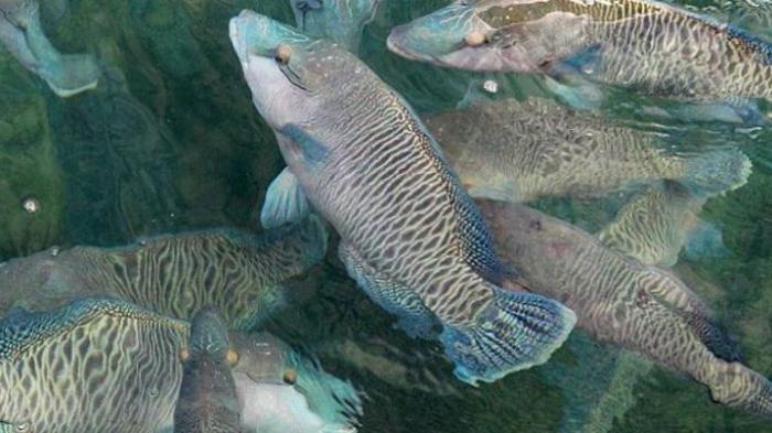 Di Perairan Derawan, Ikan Langka Napoleon Masih Diburu