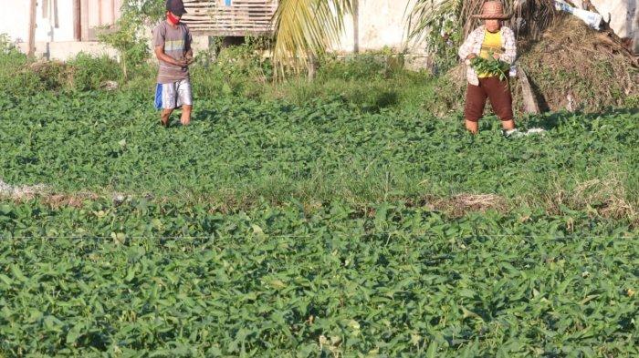 4 Jenis Sayuran dengan Produksi Terbanyak di Kecamatan Balikpapan Tengah