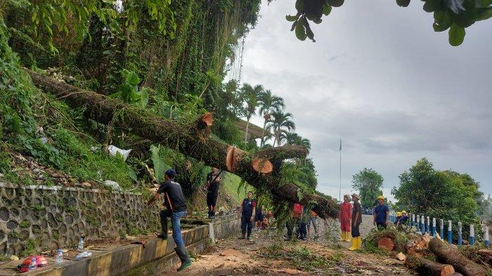 Pohon Setinggi 30 Meter Tumbang, Seorang Pekerja Bangunan di Samarinda Tewas Tertindih