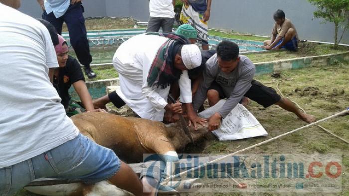 Temukan Cacing Hati pada Hewan Kurban, Petugas Segera Minta Dipisahkan agar tak Tercampur