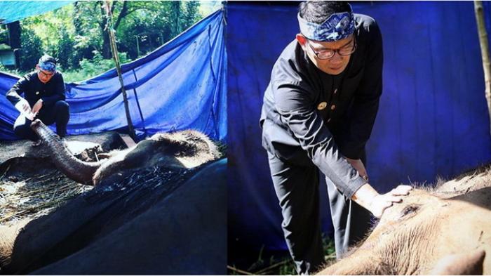 Setelah Gajah Mati Kini Beruang Madu Kelaparan, 21.679 Orang Desak Ridwan Kamil Selamatkan KBB
