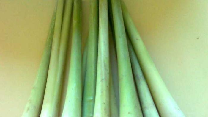 Ini Dia Beberapa Tanaman Pengusir Nyamuk