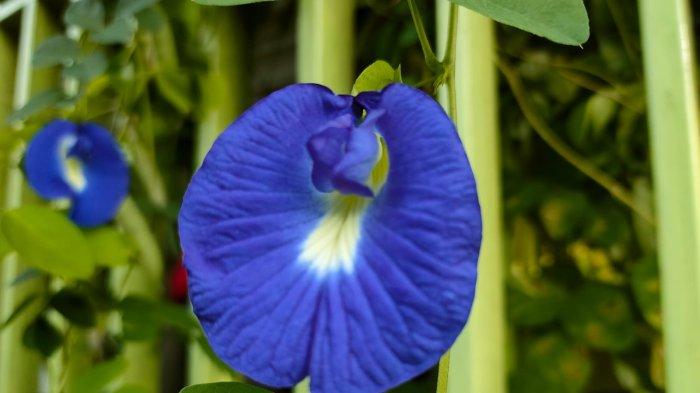 Ilustrasi bunga telang mekar tumbuh subur di kawasan ruang terbuka hijau Gala Puncak, Kalimantan Timur.