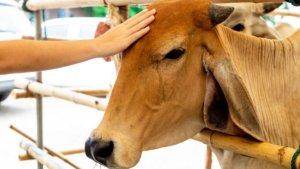 20230626_cara-membersihkan-kepala-sapi.jpg