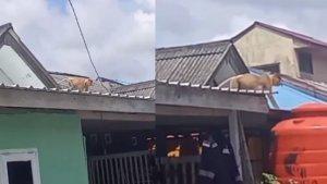 20230724_Bekantan-naik-ke-atas-rumah-warga.jpg