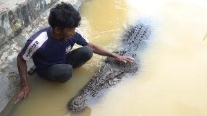 20230813_Pak-Ambo-beri-makan-buaya-Riska.jpg