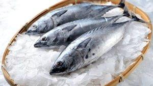 20230816_jenis-ikan.jpg