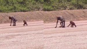20230921_viral-Orang-Utan-di-Sangatta-kurus-kering.jpg