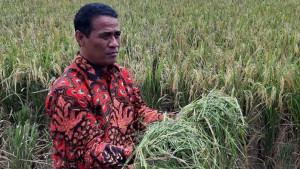 20231025_Profil-Amran-Sulaiman-yang-Bakal-DIlantik-Jokowi-sebagai-Mentan-Ganti-SYL.jpg