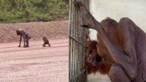 20231115_orang-utan.jpg