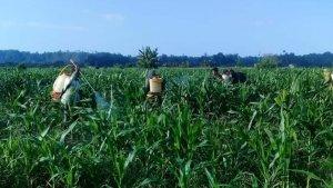 20231219_Kebun-jagung-di-salah-satu-daerah-yang-ada-di-Kabupaten-Berau.jpg