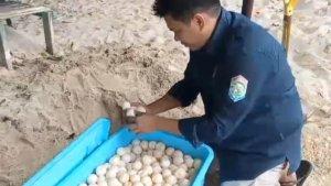 20240110-ribuan-telur-penyu.jpg