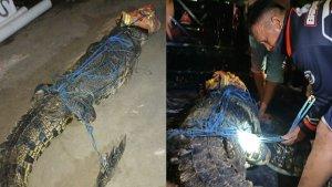 20240313_buaya-muara-sepanjang-9-meter-yang-ditangkap-Disdamkartan-Kutim.jpg