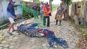 20240314_BKSDA-Kaltim-telah-mengevakuasi-buaya-muara-sepanjang-39-meter.jpg