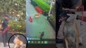 20240609_anjing-dipukul-viral.jpg