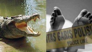 20241008_ILlustrasi-diterkam-buaya.jpg