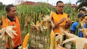 20250523_Kapolres-PPU-AKBP-Andreas-Alek-Danantarsaat-memantau-lahan-jagung.jpg