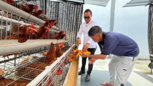 20250925-ayam-petelur-2.jpg