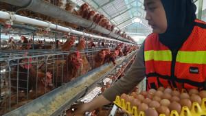 20250926-peternakan-ayam.jpg