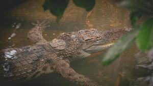 20250930_Buaya-dalam-Rawa.jpg
