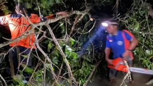 20251008-kayu-tumbang.jpg