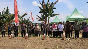 20251008-tanam-jagung.jpg