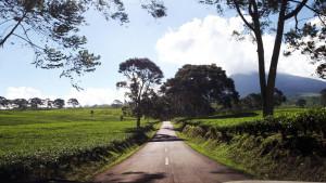 20251012_Perkebunan-Teh.jpg