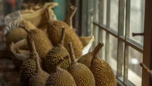 20251021_Buah-Sukun.jpg