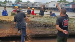 20251509_Kayu-Raksasa-di-Gunung-Bahagia-Balikpapan.jpg