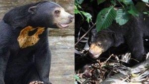 Beruang-madu-saat-mencari-makanan-di-Enclosure-Beruang-Madu-Balikpapan.jpg