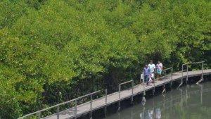 Ekowisata-Mangrove-Penajam-2.jpg