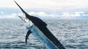 NET-Ikan-Todak.jpg