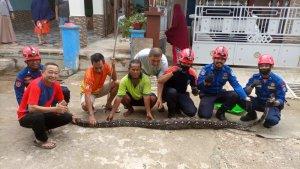 Proses-evakuasi-ular-piton-berukuran-45-meter-di-dalam-parit-Jalan-Piere-Tendean.jpg
