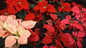 TRIBUNPONTIANAKCOID-Wikipedia-Poinsettia.jpg