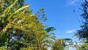 area-terbuka-hijau-gala-puncak-selasa.jpg