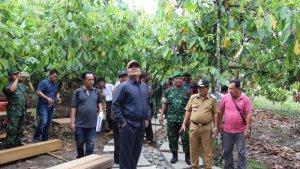 bupati-mahulu-sambangi-kebun-kakao-di-tiong-ohang.jpg