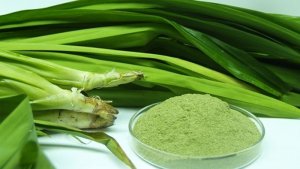 daun-pandan_20170422_222509.jpg