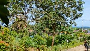 gala-puncak-cerah-2-maret-hijau.jpg
