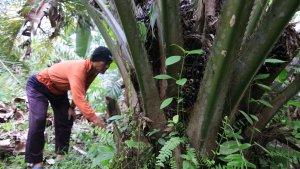 harga-tandan-buah-segara-tbs-kelapa-sawit-di-kabupaten-kutai-kartanegara.jpg