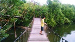 hutan-mangrove-angke-kompascomalek-kurniawan.jpg