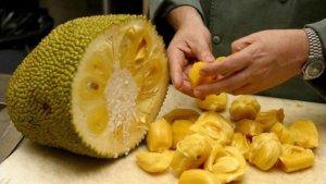 ilustrasi-buah-nangka.jpg