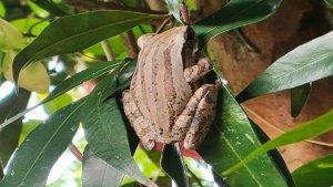 katak-pohon-gala-puncak-kaltim.jpg