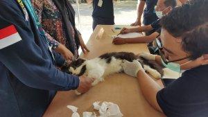 kegiatan-vaksinasi-rabies-pada-hewan-peliharaan-kucing-milik-masyarakat-beberapa-hari-lalu.jpg