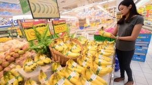 pisang-cavendish_20161022_143056.jpg